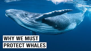 Guardians of the Sea: Preserving Humpbacks