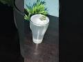 Lemon soda #shorts #ytshorts #youtube #youtubeshorts #trending #viralvideo #video