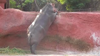 World's Biggest Hippopotamus ! You Never Seen Before