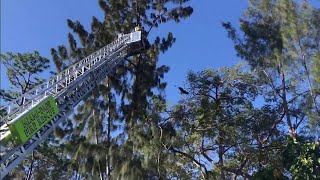 Rescue crews help zoo experts in time of need for Miami-Dade bald eaglets