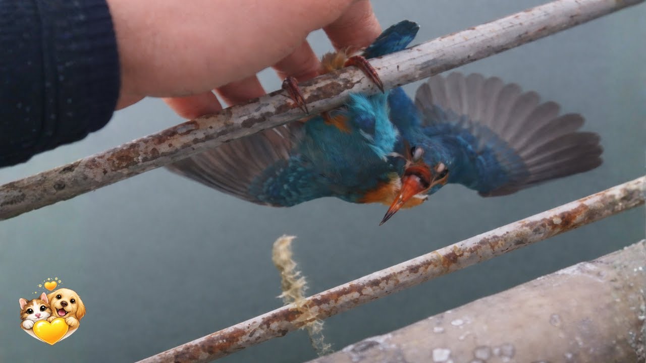 a kind hearted man rescues a bird whose feet were stuck to metal
