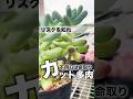 リスクを知れ！不用心な多肉カット #succulent #多肉植物 #エケベリア #モキモキ
