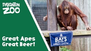 Great apes, great beer! - Orang Utan Ale