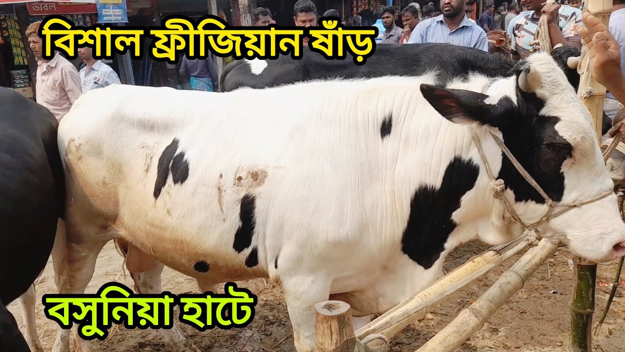 বসুনিয়া গরুর হাটে খামারের জন্য ফ্রীজিয়ান ষাঁড় গরু ক্রয় করুন। Cow Bajar। 