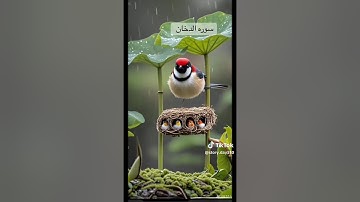 Surah Dukhan سورة الدخان