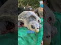 Severely Injured Animals Need Help #wildliferescue #animalrescue #animals