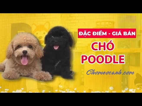 Chó Poodle Toy Tiny Teacup giá bao nhiêu tiền năm 2022?