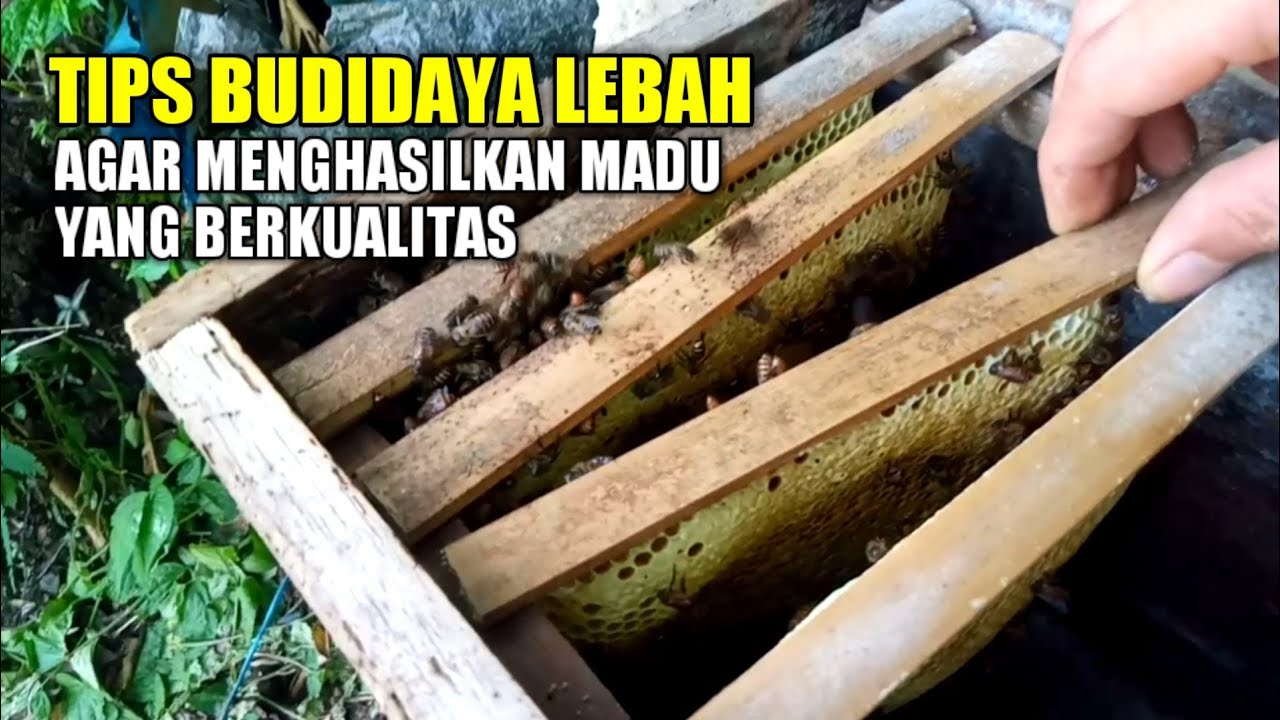 Agar lebah menghasilkan madu yang berkualitas