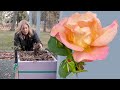 4 ways to winterize roses in cold zones