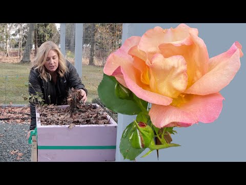 Video: Otužilé růže do zóny 4: Tipy pro výběr růží pro podnebí zóny 4