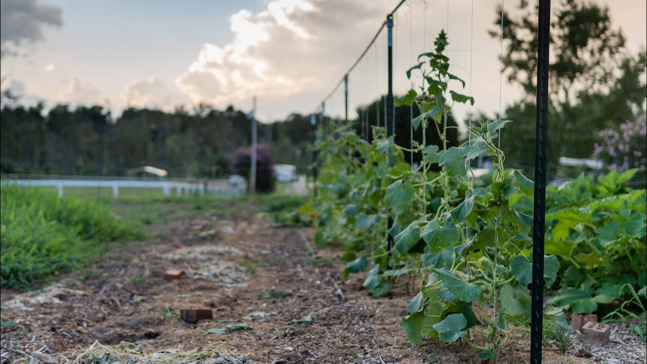 TIME TO GROW CUCUMBERS VERTICALLY! // We Got Tired Of Viny Cucumbers So