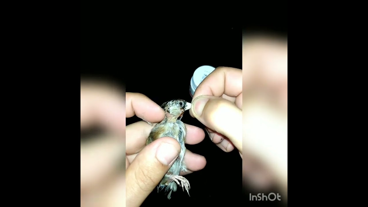 حيلة جيدة لمن فاته تحجيل الفراخ