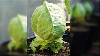 Cách Trồng Bắp Cải Trái Tim cuộn chặt trong chậu | How to Grow Tightly Rolled Heart Cabbage in a Pot