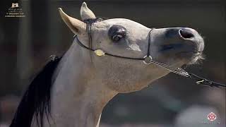 N299 Bariq Al Snyan - Kuwait Breeders Cup 2020 - 3 Years Old Colts Cl 6B