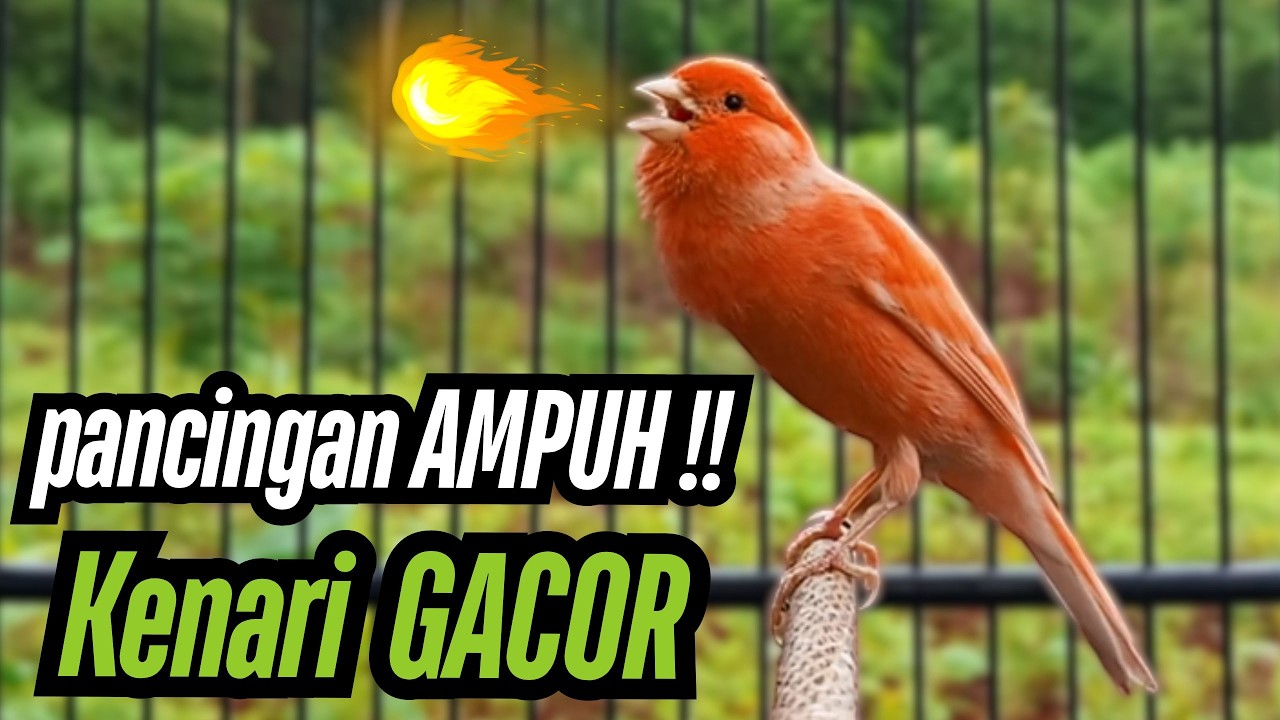 PANCINGAN KENARI CUIT CUIT AMPUH !! COCOK UNTUK MASTERAN & TERAPI KENARI MACET BUNYI AGAR GACOR 006