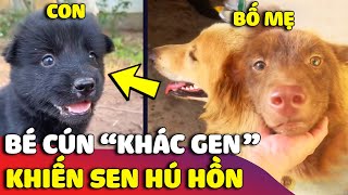 Anh Sen HÚ HỒN vì gia đình chó nhà mình có bố vàng – mẹ nâu nhưng con đẻ ra thì NÓ LẠ LẮM 😅 Gâu Đần