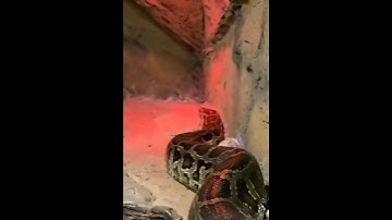 Thelma the Phyton            #snake #python #zoo #shorts #video