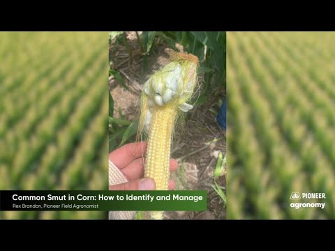 Video: What is corn Smut - Tips for Prevention and Treating Corn Smut Disease