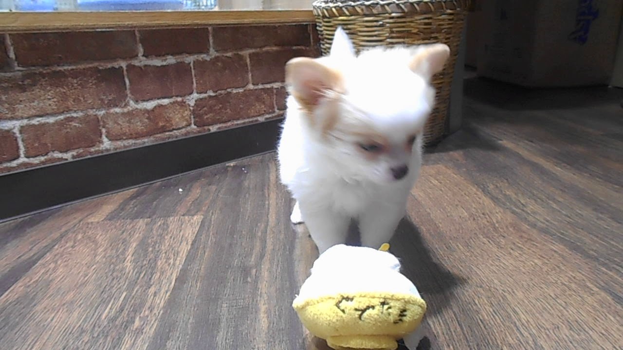 ペットショップワンラブコピオ相模原インター店 189151 YouTube ペットショップワンラブコピオ相模原インター店 189151 YouTube