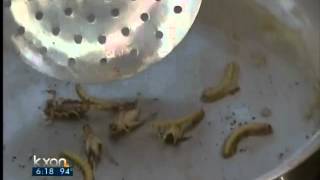 Bring your crickets -- 'Bugfest' is here