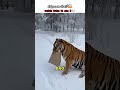 Der Tiger Wollte Nicht Nur Das Futter Shorts Tiger Wildlife