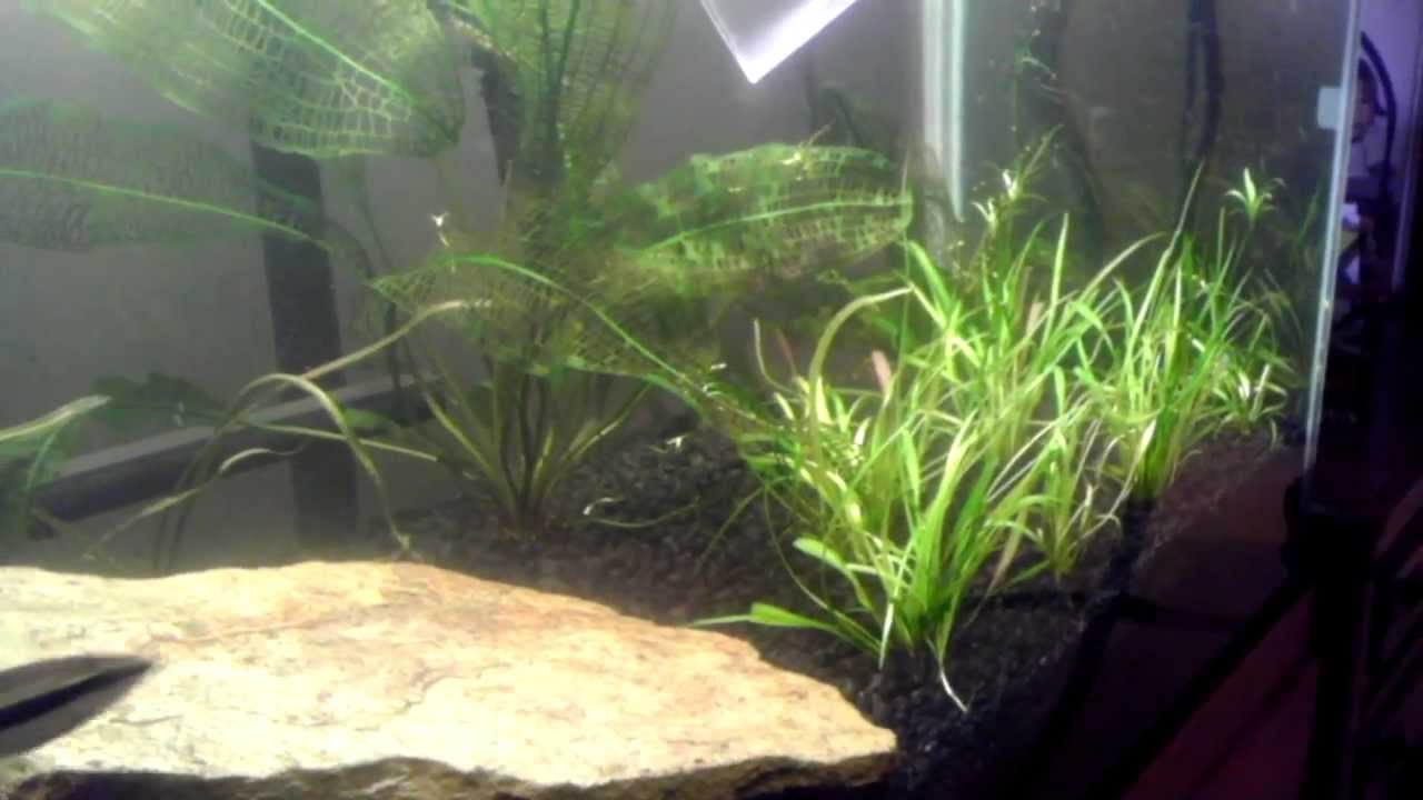 dwarf shrimp compatibility chart (18) Update on the 75 Gallon Planted Tank