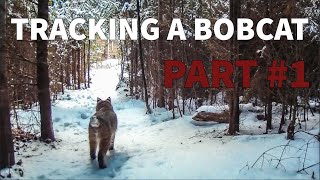 Tracking a Bobcat in New Hampshire | Part #1 - North of the Notch by North of the Notch 265 views 3 years ago 17 minutes