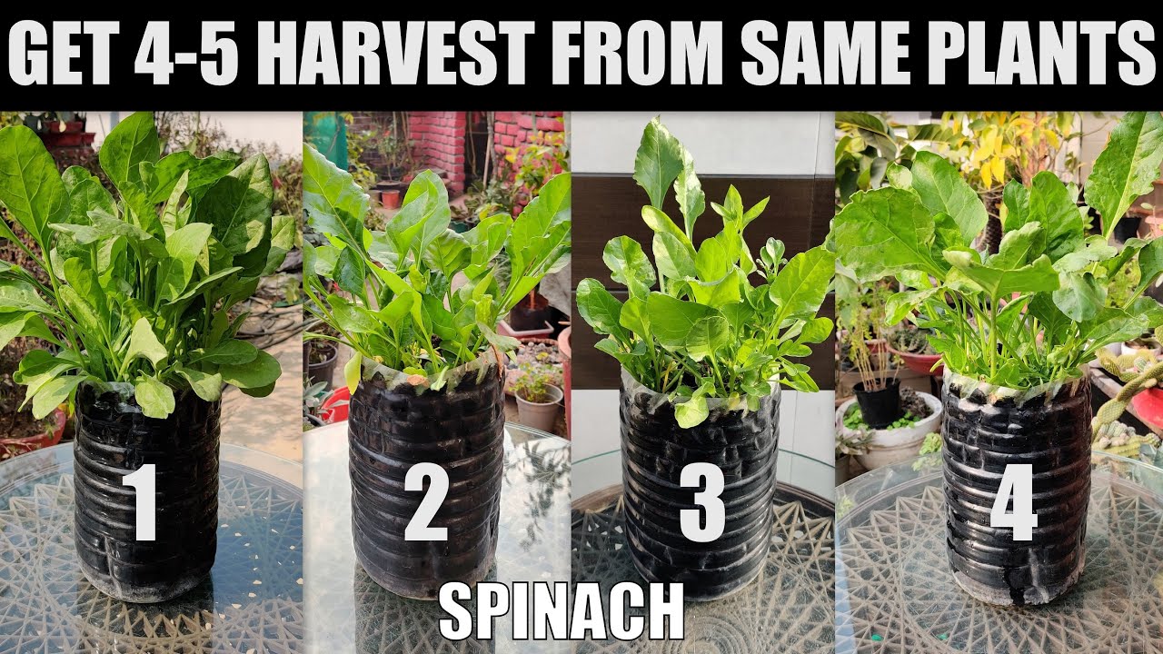 Grow Spinach in Waste Bottle and Get 5 Harvest Easily | FULL UPDATES