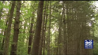 Western Massachusetts residents petition Governor to stop logging in state forest