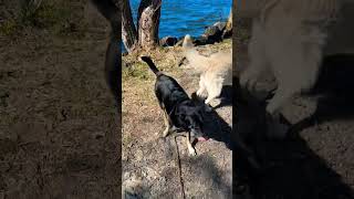 #love #lovely #gsds #pets #dogs #dogwalk #dog #dogshorts #sweden #sverige #nature #lake #sea