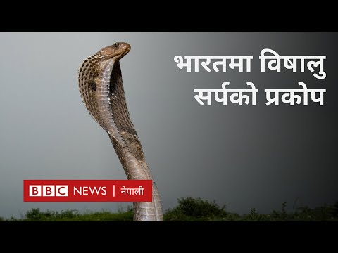 Snake bite: भारतमा विषालु सर्पबाट मृत्यु हुने मानिसको सङ्ख्या किन बढ्यो -BBC Nepali Sewa