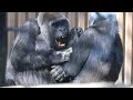 母を困らす長男坊、父に挑むも一撃で倒される⭐️ゴリラ Gorilla【京都市動物園】Momotaro defeats a too naughty son with a single blow.