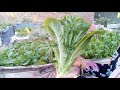 روتين زراعة الخس بدون كيماويات على سطح المنزل وهنقطف اكبر خسايه من على السطح 