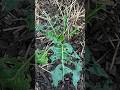 Fall Vegetable Garden Failure