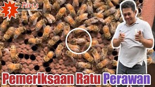 Pembuatan Ratu Lebah, Part 3 : Pemeriksaan Ratu Perawan