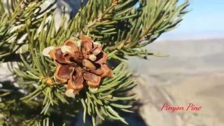 ⛰Exploreing and Hiking Granite Mountain (Anza Borrego California State Park )