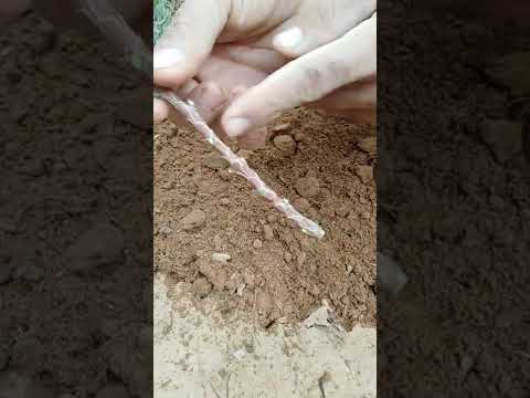 زراعة الصنوبر بدون جذور