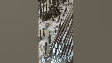 Đặt Cá Thòi Lòi Rừng Ngập Mặn. Một Em Cá Thòi Lòi To #shorts  #đoàn39vlog