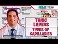 Cardiovascular | Tunic Layers & Types of Capillaries