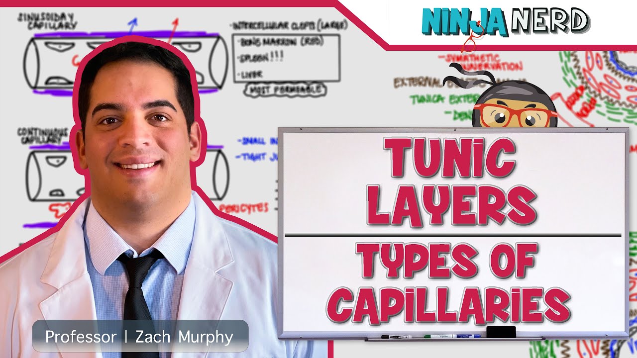 Cardiovascular | Tunic Layers  Types Of Capillaries