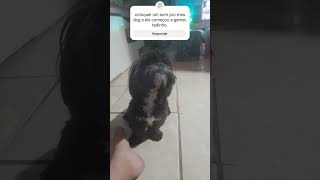 Testei No Meu Cachorro