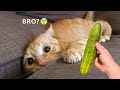 Try Not To Laugh : 1 Hour of Funniest Cat Videos #12 | Funny Animal Videos