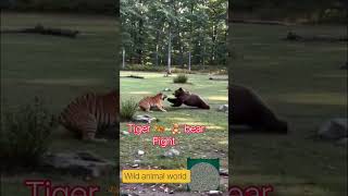 tiger vs bear #wildlife  #wildanimals #world