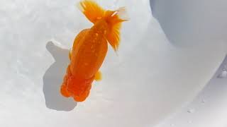 DSCF0077