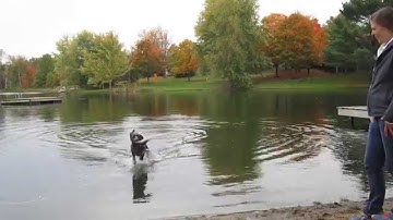 Dexter the German Shorthaired Pointer learning water retrieval