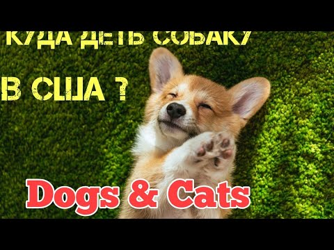 С кем оставить собаку на время отпуска. Hotel for dog & cat.
