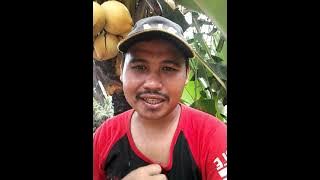 Tips memijahkan ikan tawes pemula