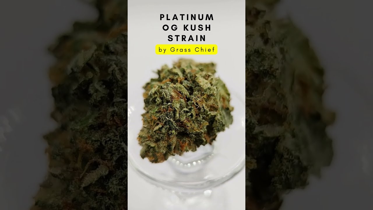 Platinum OG Kush with Shimmering Appeal by Grass Chief