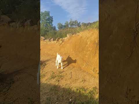 Two Tiny Lambs Conquer the Big Hill! 🐑🐑❤️ #cutefarmanimal #animals #beautifullgoats #goat