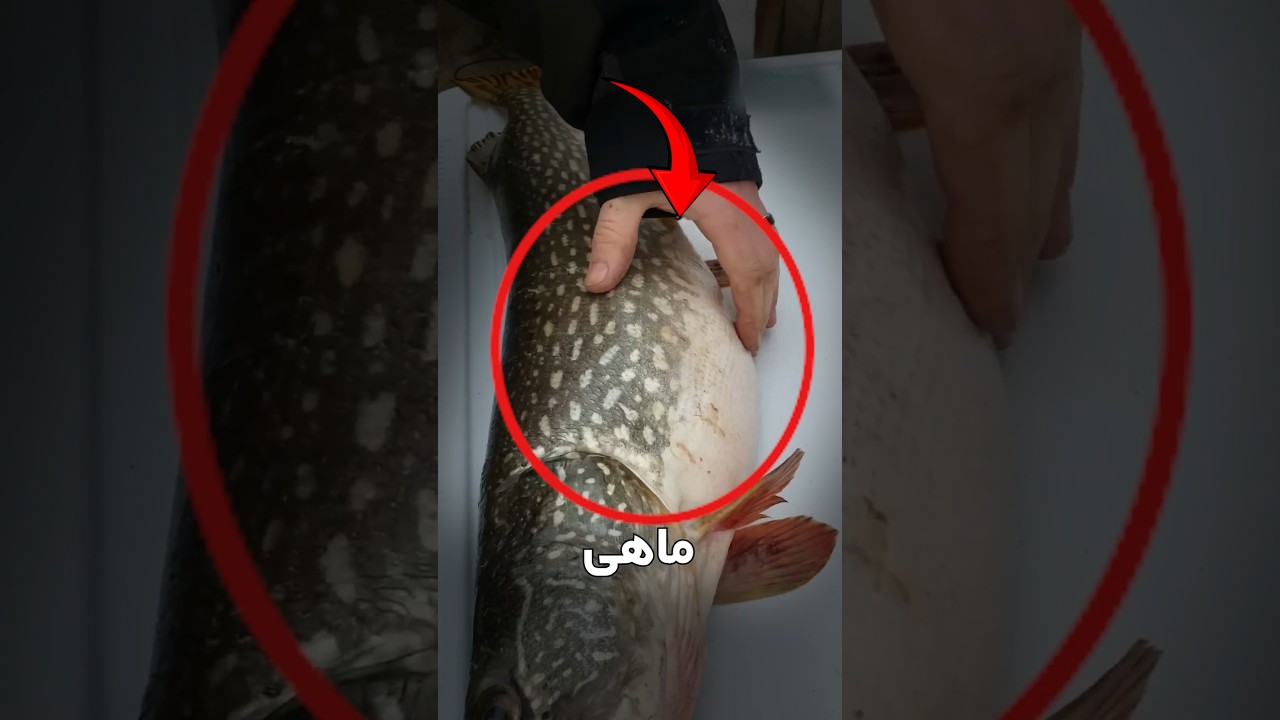 این ماهی حامله بود! راز عجیب شکم ماهی!